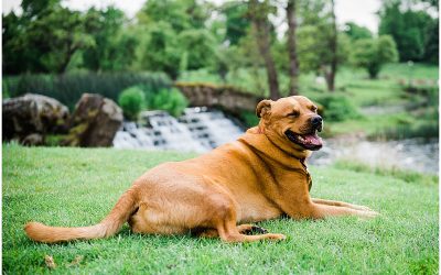 Dog Friendly Wedding Photographer | More About Me | This is George